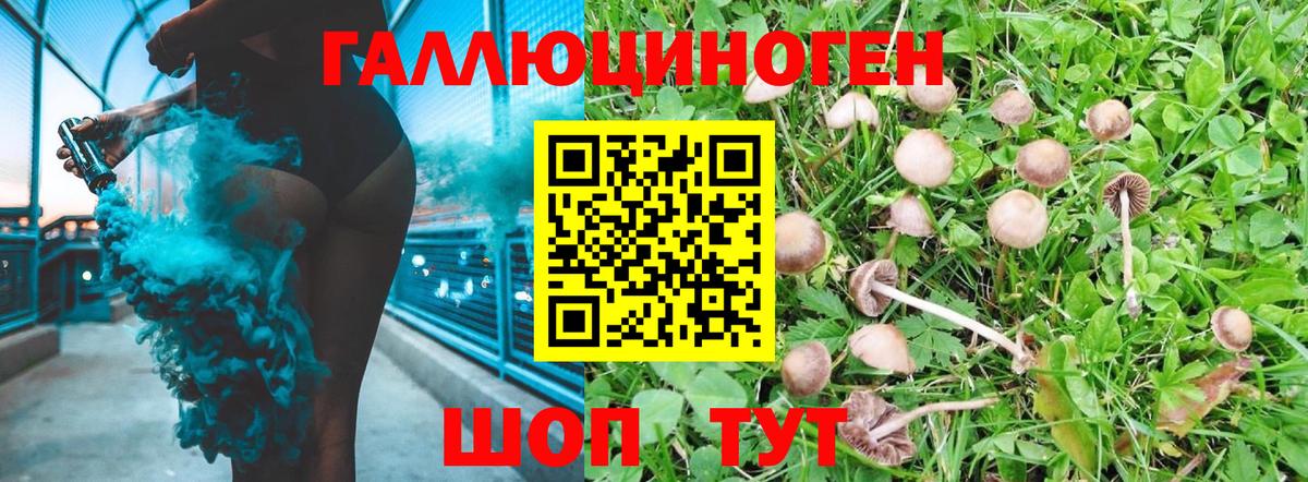 Галлюциногенные грибы Psilocybine cubensis Сызрань